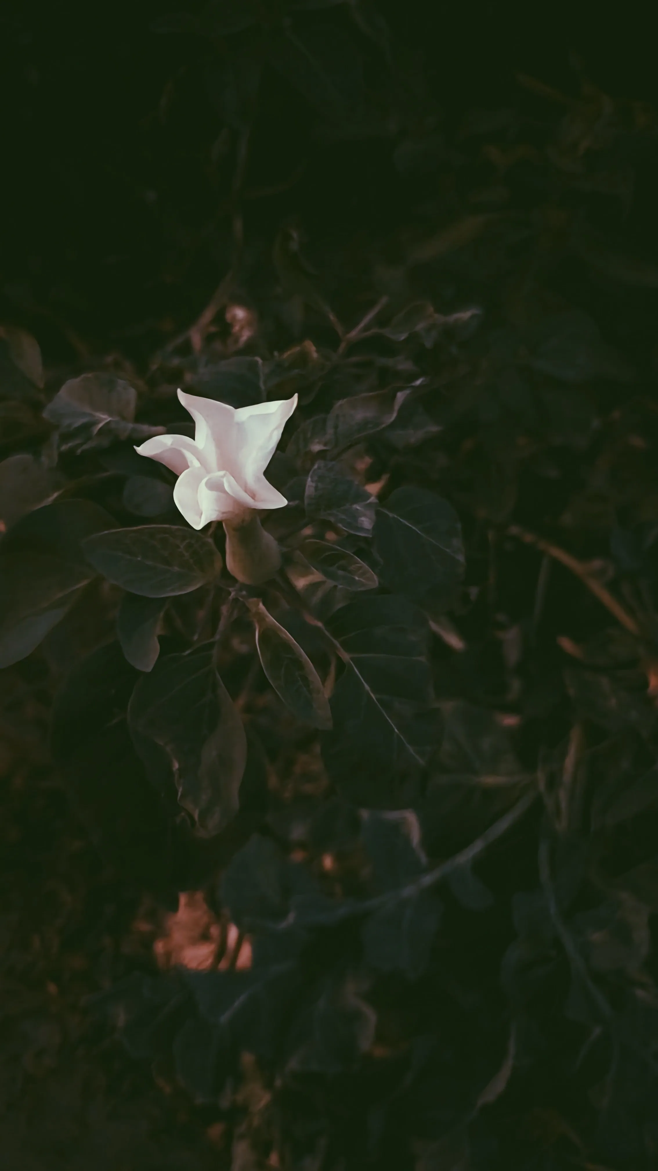Ceremonial Plant Essence: Datura