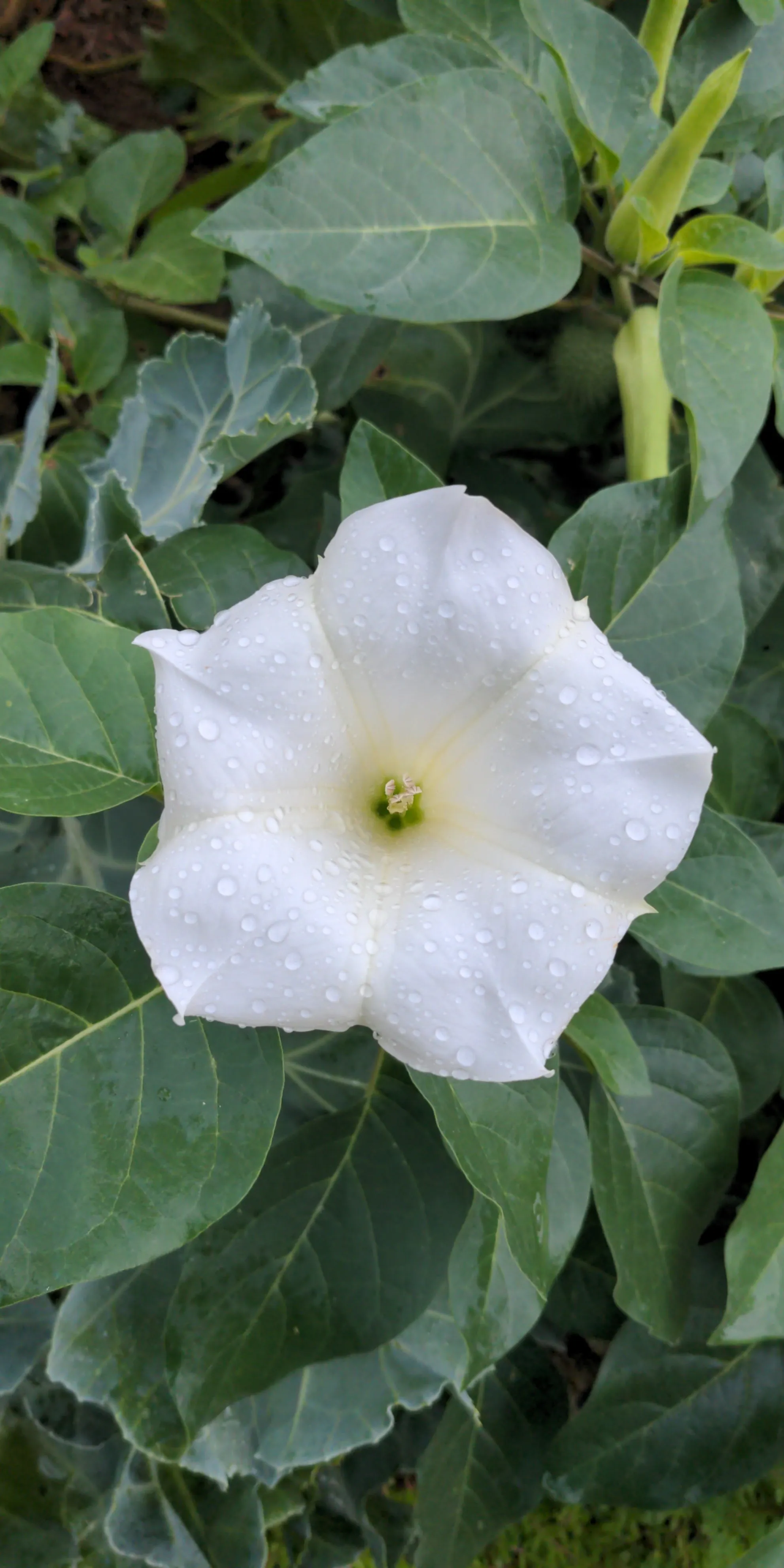 Ceremonial Plant Essence: Datura