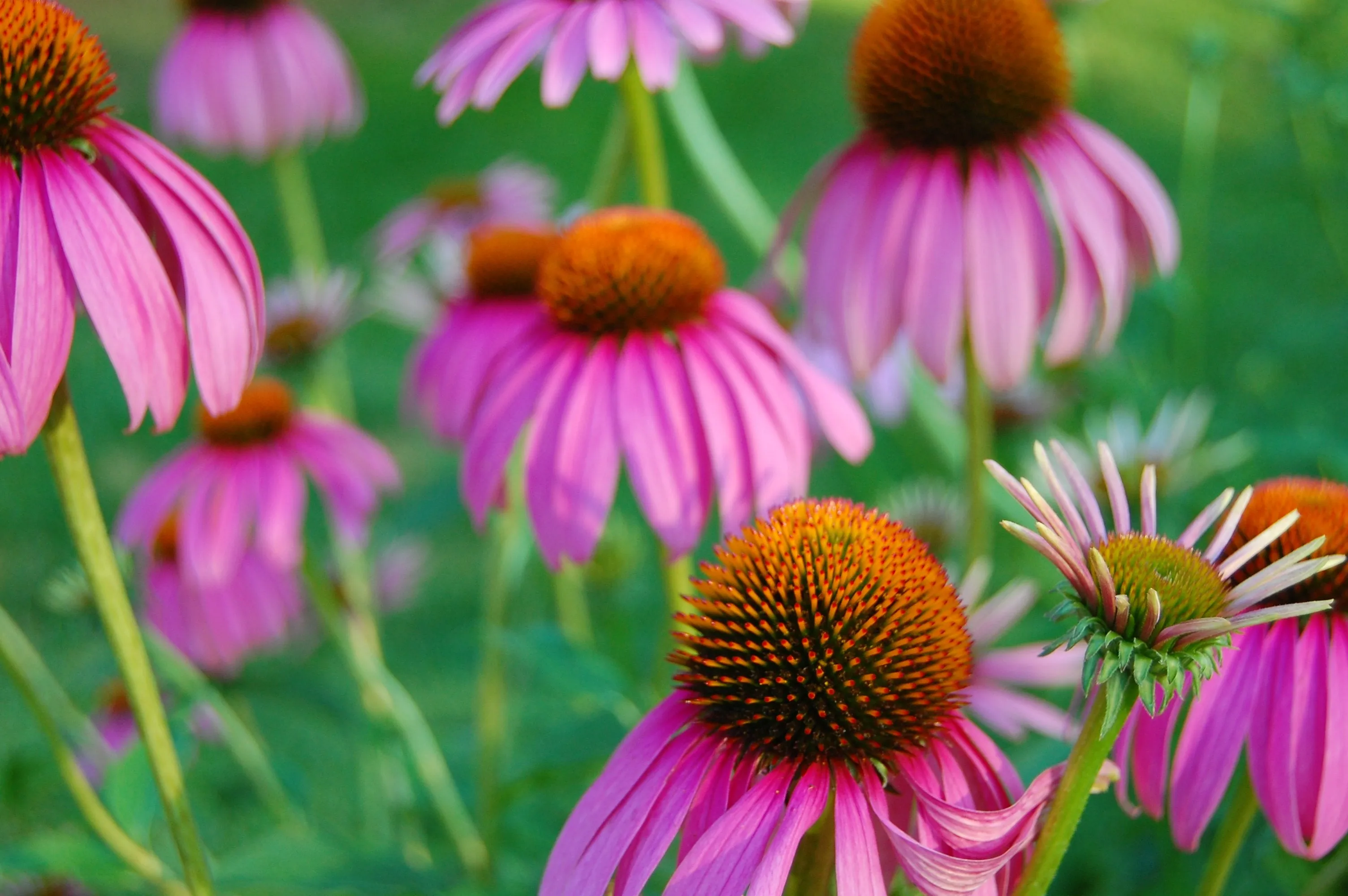 Echinacea,Echinacea pupura, Flower Essence