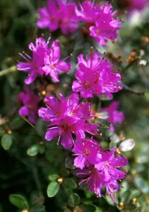 Lapland Rosebay - <i>Rhododendron lapponicum</i>
