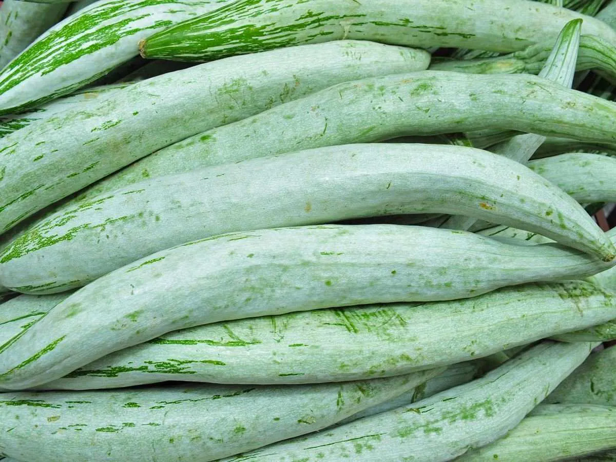 Snake Gourd / Long Padwal (500g)