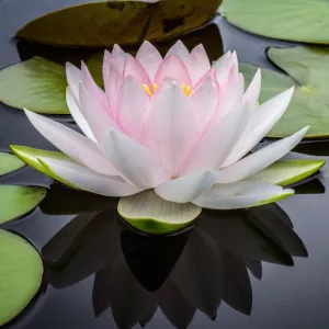 The Chakra System & Flower Essences